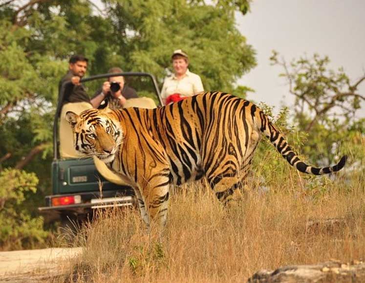 Jaipur to Ranthambore Same Day Tour