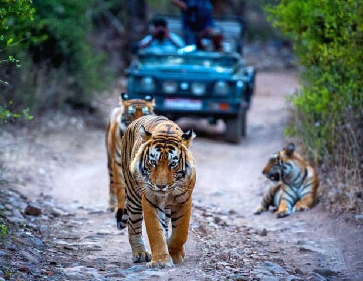 Rajasthan Tour with Ranthambore National Park