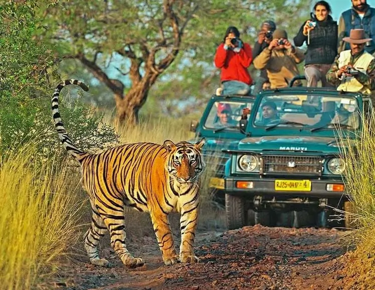 Golden Triangle Tour With Ranthambore